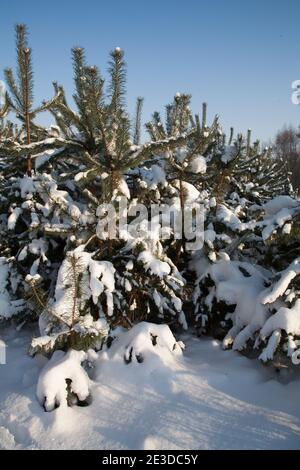 Cold air from Siberia covers Poland in Heavy Snow and sees Stock Photo