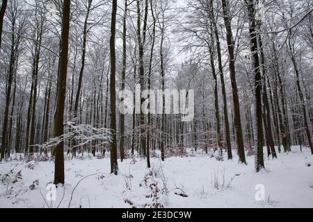 Cold air from Siberia covers Poland in Heavy Snow and sees Stock Photo