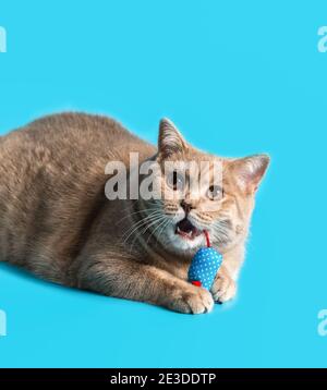 a peach-colored british shorthair cat holds a blue rag mouse toy in its paws and nibbles on a red tail. White fangs are visible Stock Photo