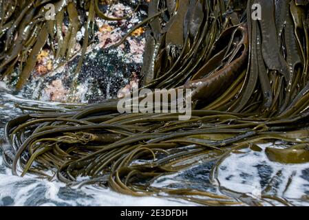 Bull kelp Cooper Bay South Georgia Antarctica Stock Photo