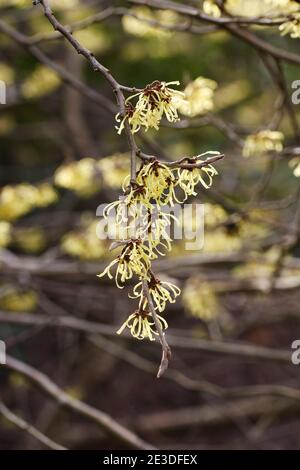 Hamamelis × intermedia 'Savill Starlight' flowers. Stock Photo