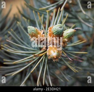 Young shoots on pine branches in spring. Close-up view. Stock Photo