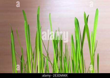 fresh green grass. Young grass sprouts for cats. Stock Photo