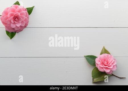 Two Pink Camellia Flowers in Corners of White Wood Background Stock Photo