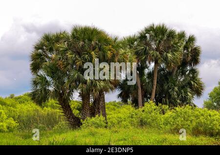 A stand of palm trees along the Saint John's River Stock Photo