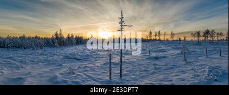 Breathtaking Aerial Winter Sunset panorama photo from low height over Snow Covered Forest Landscape In Northern Sweden, Umea. Clear cut area. Stock Photo