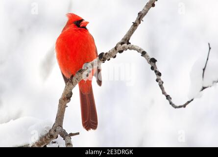 Northern Cardinal male in winter, Quebec, Canada Stock Photo