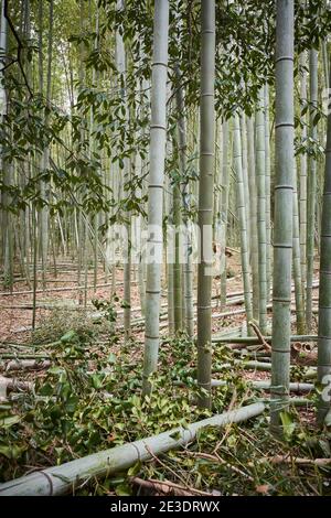 Scenic Arashiyama Bamboo forest, popular tourist destination in Kyoto, Japan Stock Photo