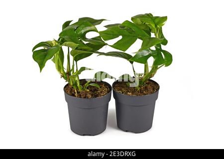 Two small tropical 'Rhaphidophora Tetrasperma' houseplants with leaves with holes, also called 'Monstera Minima' in flower pot isolated on white backg Stock Photo