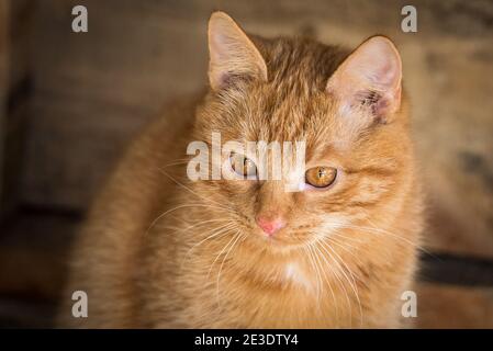 Close-up of a brown cat. A ginger cat watching its surroundings. Brown cat eyes. Stock Photo