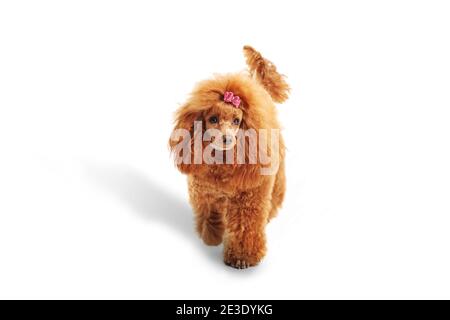 Cute red poodle dog walking towards camera isolated on white background Stock Photo