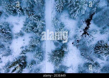 Spectacular panoramic aerial top down view on snow covered pine and fir tree forest with small road during snowfall, white winter Landscape covered by Stock Photo