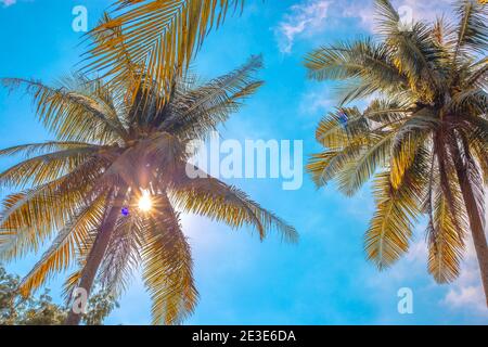 palm trees with coconuts on a background of the sky in a tropical forest, a bright sunny day in Asia Stock Photo