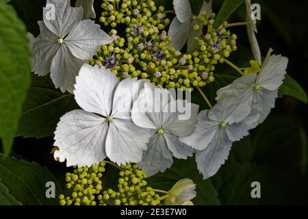 'Mariesii Grandiflora' is a small deciduous shrub with glossy ovate leaves and large, flattened Lace-cap flowerheads with blue or pink fertile florets Stock Photo