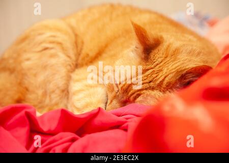 Yellow tabby cat resting on an unmade bed with red and cream blankets Stock Photo