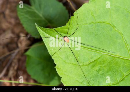 Vadnais Heights, Minnesota. John H. allison forest. Brown Daddy-long-legs or Harvestman. spider, Phahangium opilio sitting on a green leaf. Stock Photo