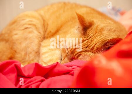 Cat sleeping on unmade bed Stock Photo - Alamy
