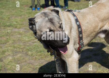 Turkish breed shepherd dog Kangal as livestock guarding dog Stock Photo