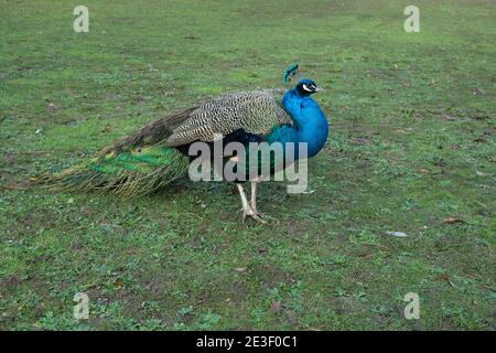 Beautiful blue featheredpeacock on green winter grass, big wild bird walking proudly in the park natural background image, wild creature with eye-spot Stock Photo