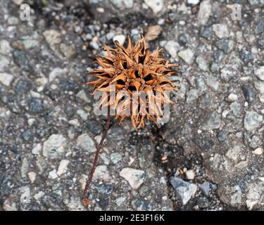 Spiky Sweet Gum Tree ball seen on asphalt ground. Stock Photo