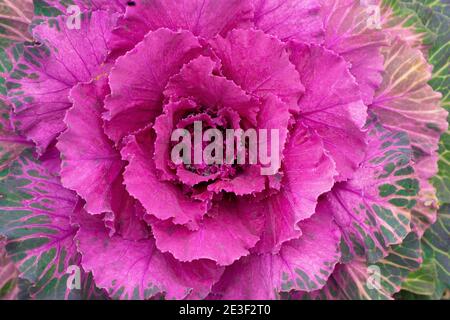 Ornamental leafy colorful garden cabbage detailed image Stock Photo