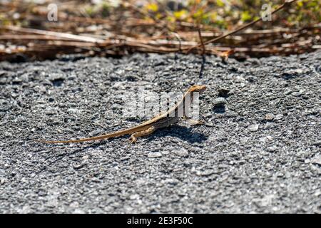 Naples, Florida.  Naples Botanical Garden.  Brown Anole, "Anolis sagrei"  sitting on the ground. Stock Photo