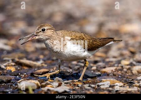 Common sandpiper (Actitis hypoleucos) Stock Photo