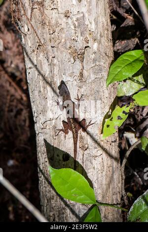 Copeland, Florida.  Fakahatchee Strand State Preserve. A Brown Anole lizard 'Anolis sagrei' clinging to the side of a tree in the Florida everglades. Stock Photo