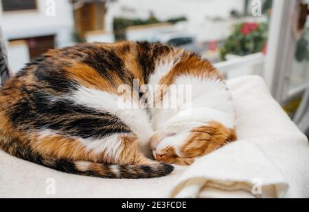 Cute tricolor cat sleeping on her cat tree Stock Photo