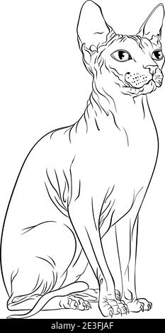 Sitting Sphynx cat looking to the side. Line art vector illustration suitable for coloring book page. Print in hand draw style isolated on white background. Hairless cat in simple sketch style. Stock Vector