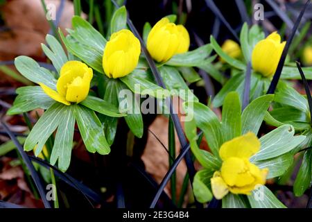 Eranthis hyemalis Winter Aconite – yellow-cup-shaped flowers above collar of leafy bracts,  January, England, UK Stock Photo