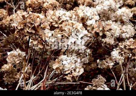 Hydrangea macrophylla dried flower heads dried hortensia round flower heads,  January, England, UK Stock Photo