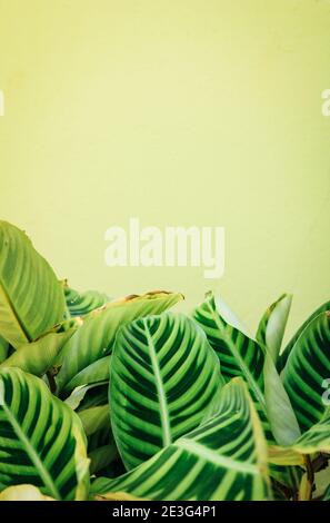 Close up of a tropical Prayer Plant (Maranta leuconeura) in front of bright green coloured wall with copy space