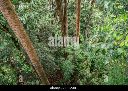 looking down into the rainforest from above Stock Photo