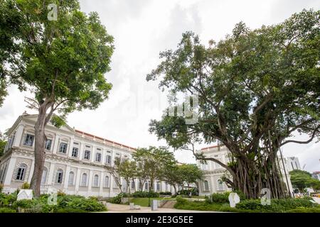 the heritage tree, The Indian Rubber(Ficus elastica) in front of National Museum of Singapore. It is a medium to large evergreen tree. Stock Photo