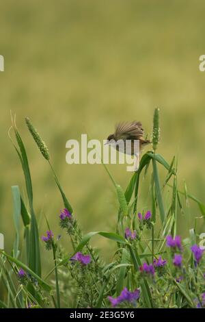 Zitting Cisticola (Cisticola juncidis) adult taking of from cereal field, Andalusia, Spain Stock Photo