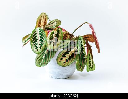 Close up of a single Maranta (Prayer Plant) isolated on white background Stock Photo