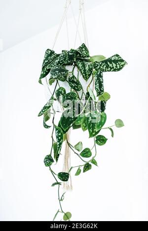 Close up of a Scindapsus plant, (also called Devil's ivy) in a trendy cement pot, hanging in a macrame plant hanger isolated on white background Stock Photo