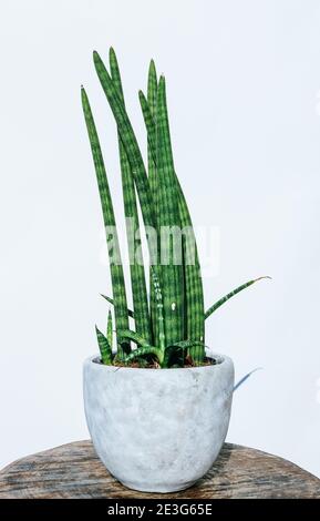 Ox tongue succulent plant in a grey cement pot isolated on white background standing on a wooden stand Stock Photo