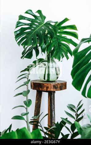 Monstera deliciosa leaves in a light green glass vase shaped like a bottle standing on a dark wooden, vintage plant stand Stock Photo