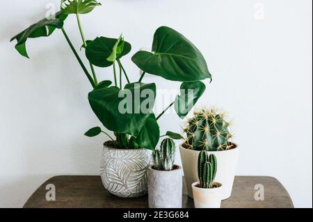 Group of several, various Monstera and cactus plants on a wooden table in front of a white wall Stock Photo