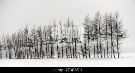 Scenic snowy landscapes in Hokkaido, Japan. Stock Photo