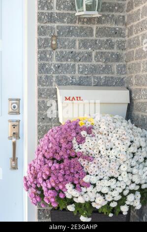 Winter mums under mailbox Stock Photo