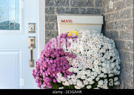 Winter mums under mailbox Stock Photo