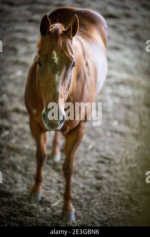 Brown american quarter horse in an indoor arena Stock Photo