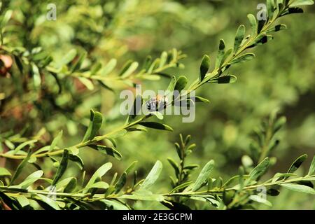 Blue Banded Bee (Amegilla cingulata) resting on wattle shrub, South Australia Stock Photo