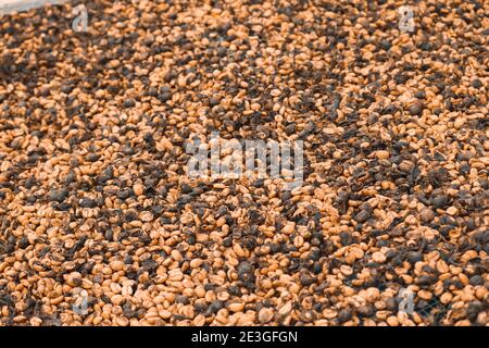 Yellow and dark coffee beans dried processing for texture background. Stock Photo
