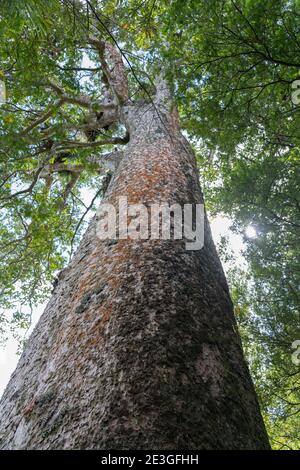 Kauri Ricker Kauri is a coniferous tree of Araucariaceae in the genus Agathis native ...