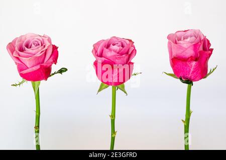 Three pink roses isolated on white background. Stock Photo