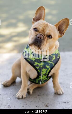Young Frenchie Male Sitting Head Tilted and Slobbering Stock Photo